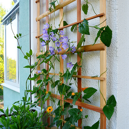 Ein Holzspalier, das sicher an einer Außenwand eines Hauses befestigt ist. An dem Spalier ranken grüne Pflanzen und violette Blüten empor.