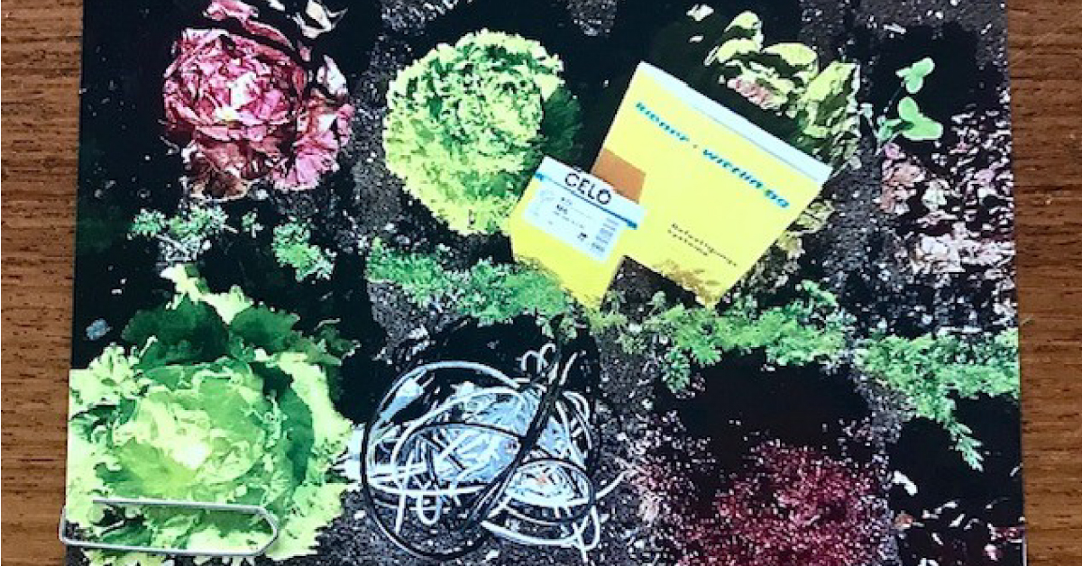 Kundenaktion im Garten: Gartenbeet mit Salatköpfen und CELO-Produktverpackung